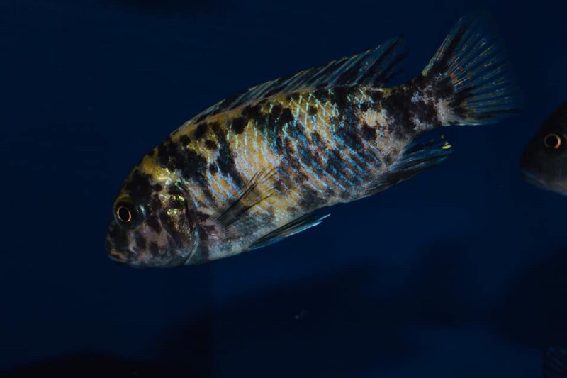 Maylandia zebra 'Chiteko'